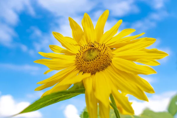 Abeja Miel Polinizando Girasol Campo Girasol Fondo Enfoque Selectivo — Foto de Stock