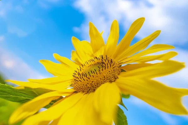 Girasol Enfoque Apretado Hermoso Amarillo Cielo Azul —  Fotos de Stock