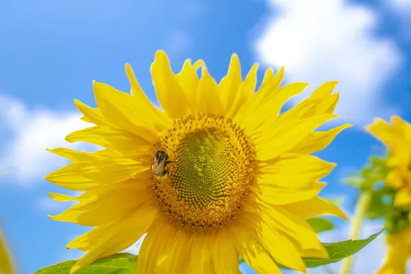 Abeja Recoge Néctar Una Flor Girasol Sobre Fondo Borroso Naranja — Foto de Stock