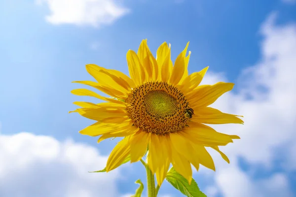 Abeja Rayada Negra Amarilla Abeja Melífera Girasoles Polinizadores Cerca Vista —  Fotos de Stock