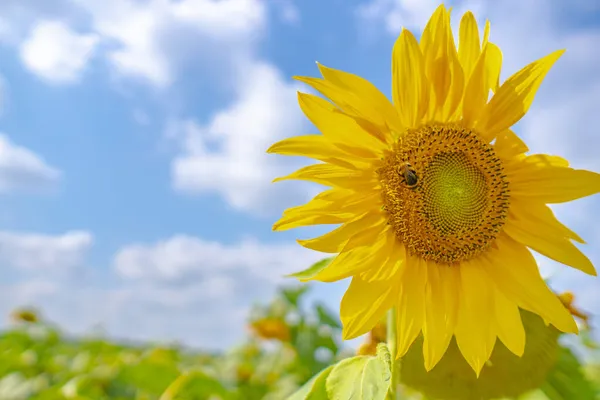 Schwarz Gelb Gestreifte Biene Honigbiene Bestäubende Sonnenblumen Nahaufnahme Von Einem — Stockfoto