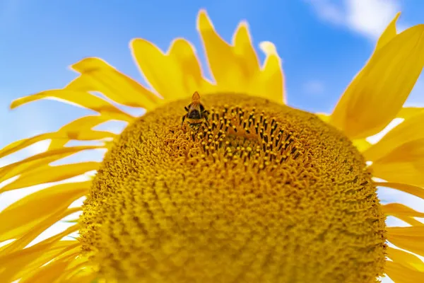 Abeja Rayada Negra Amarilla Abeja Melífera Girasoles Polinizadores Cerca Vista —  Fotos de Stock