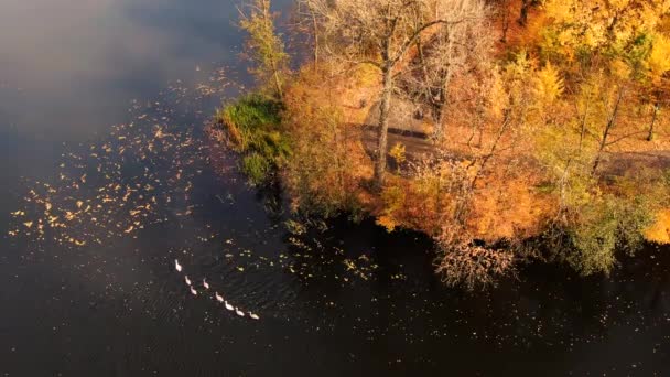 Cisnes Gran Lago Con Salvaje Vista Aérea Arriba Hacia Abajo — Vídeos de Stock
