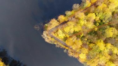 Yeşil ve sarı ağaçlı sonbahar ormanının yukarıdan görünüşü. Yaprak döken ve kozalaklı ormanların karışımı. Yukarıdan sonbahar ormanı. Renkli orman hava manzarası. Ormanda manzaralı sarı ağaçlar.