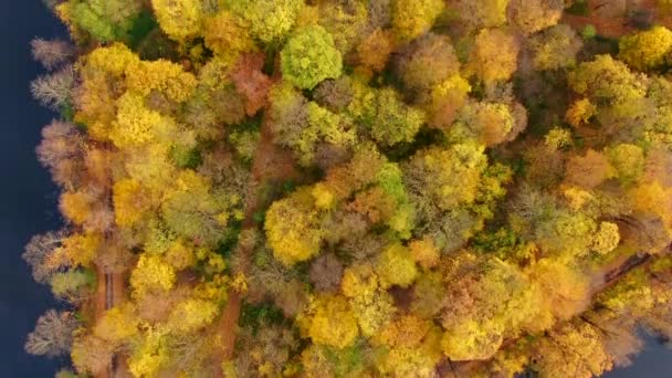 日の出の森の湖の上の霧の上の風光明媚な航空便 4K映像 早朝のカラフルな秋の木光のインスピレーションの背景 Palac Bielinskich Otwocku Wielkim — ストック動画