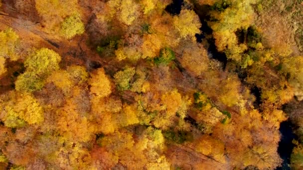 美丽的秋天空中 俯瞰着上游森林中的小径或小径 以及绿色 黄色和橙色落叶的顶部 — 图库视频影像