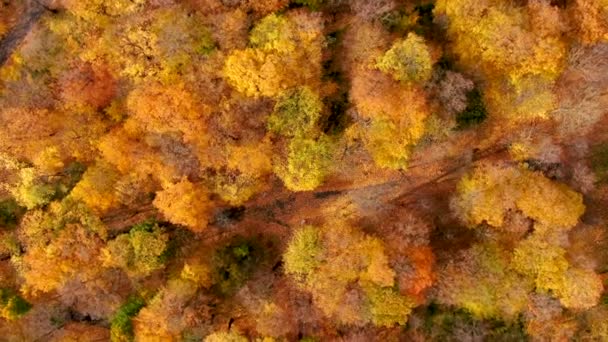 Belle Aérien Automne Coloré Feuillage Automnal Pittoresque Aux Feuilles Jaune — Video