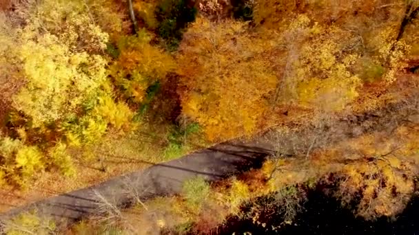 从上往下的秋天的木头 自然背景 空中俯瞰着五彩缤纷的秋天的森林 秋天的森林空中无人侦察机俯瞰 有明亮的黄色叶子的树 秋天的落叶森林 — 图库视频影像
