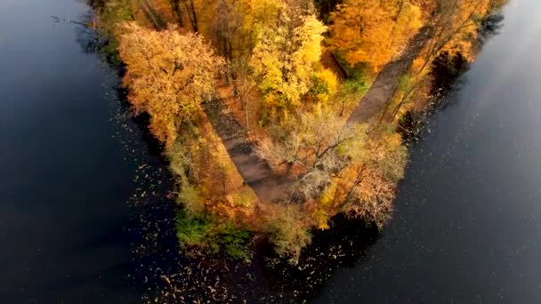 Shora Dolů Podzimní Dřevo Přírodní Pozadí Letecký Pohled Shora Podzimní — Stock video