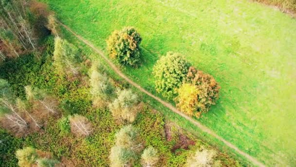 Воздушный вид сверху на прямую дорогу с в красочных осенних лесах сельской местности. Вид с воздуха над дорогой в лесу осенью с автомобилями. Оранжевые, зеленые, желтые, красные листья деревьев. — стоковое видео