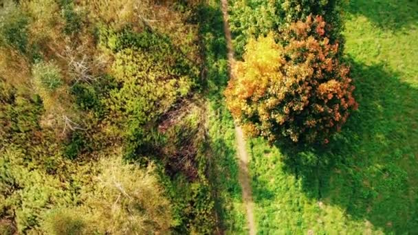 Imágenes aéreas sobre una carretera rodeada de bosque otoñal al atardecer. Drone volando por encima de la carretera forestal. Increíble escenario cinematográfico. — Vídeo de stock