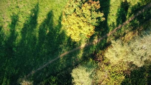 Vista superior aérea sobre la carretera recta con en colorido bosque de otoño campo. Vista aérea sobre la carretera en el bosque en otoño con coches. Otoño Naranja, Verde, Amarillo, Rojo Hojas Árboles Bosques. — Vídeo de stock