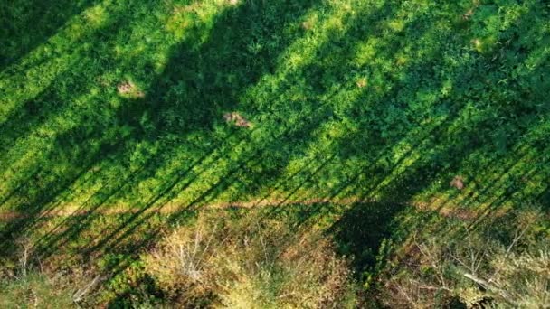 Vista aérea superior sobre a estrada reta com na floresta colorida do outono do campo. Vista aérea Acima da estrada na floresta em queda com carros. Queda Laranja, verde, amarelo, folhas vermelhas Árvores Bosques. — Vídeo de Stock