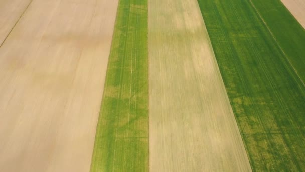 Drone volando sobre un maizal al atardecer. Drone vuela sobre el campo de maíz de agricultura verde. Hermoso paisaje de verano de un campo de maíz. Vista superior al campo de maíz de la granja verde — Vídeos de Stock