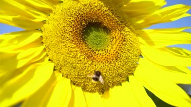 Sarı ayçiçeğinin üzerindeki yaban arısı, yaklaş. Yaz tarlasında sarı ayçiçeğinin üzerindeki yaban arısı, yakın plan