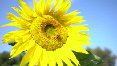 Sarı ayçiçeğinden nektar toplayan polenle kaplanmış bal arıları, yakın görüş. Yazın çiçek açan uçan arıların makro görüntüleri.
