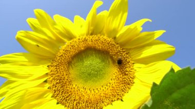 Arılar ayçiçeği nektarı toplarlar. Arılar ve böcekler rüzgarda açan sarı ayçiçeklerinden nektar toplarlar..