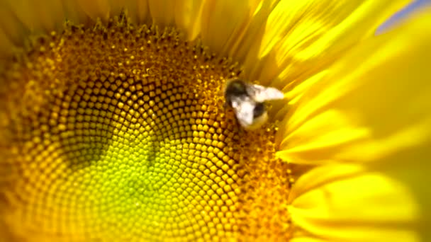 蜜蜂覆盖着花粉从黄色向日葵中采集花蜜 近距离观察 夏天蜜蜂授粉的宏观镜头 — 图库视频影像