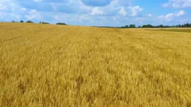 Hava sineması klibi: İHA gün batımında buğday tarlasında uçuyor. Drone sarı tarım buğday tarlası üzerinde uçuyor. Bir buğday tarlasının güzel yaz manzarası. Çiftlik buğday tarlasının üst görüntüsü.