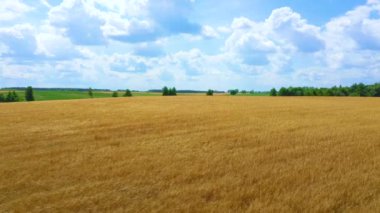 Hava sineması klibi: İHA gün batımında buğday tarlasında uçuyor. Drone sarı tarım buğday tarlası üzerinde uçuyor. Bir buğday tarlasının güzel yaz manzarası. Çiftlik buğday tarlasının üst görüntüsü.