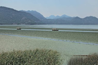 Karadağ 'daki Skadar Gölü. Doğanın ve dağların zenginliğiyle gölün açık yüzeyi. Gölde tekne turu.