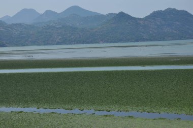 Karadağ 'daki Skadar Gölü. Doğanın ve dağların zenginliğiyle gölün açık yüzeyi. Gölde tekne turu.