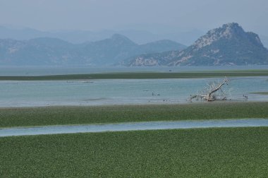 Karadağ 'daki Skadar Gölü. Doğanın ve dağların zenginliğiyle gölün açık yüzeyi. Gölde tekne turu.