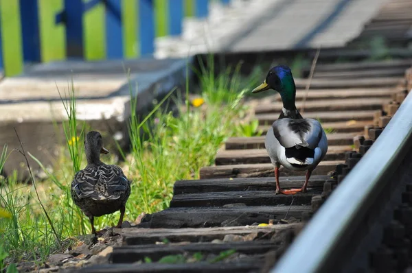 Mallard Duck Ett Par Fåglar Hane Och Hona Sitter Järnvägsspåren — Stockfoto