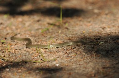 Çimen yılanı. Avrupa 'da yaşayan zehirli olmayan bir yılan. Başının arkasındaki sarı noktalar bir işaret..