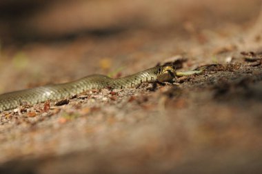 Çimen yılanı. Avrupa 'da yaşayan zehirli olmayan bir yılan. Başının arkasındaki sarı noktalar bir işaret..