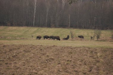 Bialowieza İlkel Ormanı 'ndaki ormanda Avrupalı bizonlar. Avrupa 'da bulunan en büyük memeli türü. Sürüler halinde yaşamayı düzenliyor. Nesli tükenmekte olan türler.