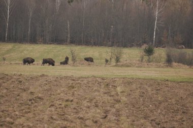 Bialowieza İlkel Ormanı 'ndaki ormanda Avrupalı bizonlar. Avrupa 'da bulunan en büyük memeli türü. Sürüler halinde yaşamayı düzenliyor. Nesli tükenmekte olan türler.