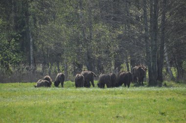 Bialowieza İlkel Ormanı 'ndaki ormanda Avrupalı bizonlar. Avrupa 'da bulunan en büyük memeli türü. Sürüler halinde yaşamayı düzenliyor. Nesli tükenmekte olan türler.