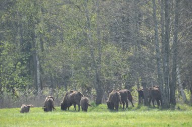 Bialowieza İlkel Ormanı 'ndaki ormanda Avrupalı bizonlar. Avrupa 'da bulunan en büyük memeli türü. Sürüler halinde yaşamayı düzenliyor. Nesli tükenmekte olan türler.