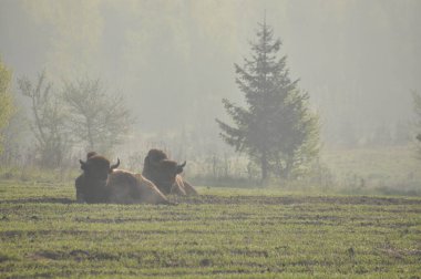 Bialowieza İlkel Ormanı 'ndaki ormanda Avrupalı bizonlar. Avrupa 'da bulunan en büyük memeli türü. Sürüler halinde yaşamayı düzenliyor. Nesli tükenmekte olan türler.
