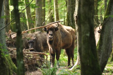 Bialowieza İlkel Ormanı 'ndaki ormanda Avrupalı bizonlar. Avrupa 'da bulunan en büyük memeli türü. Sürüler halinde yaşamayı düzenliyor. Nesli tükenmekte olan türler.