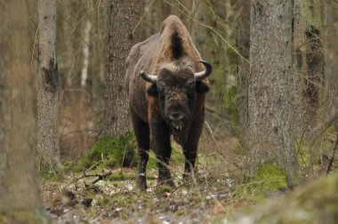 Bialowieza İlkel Ormanı 'ndaki ormanda Avrupalı bizonlar. Avrupa 'da bulunan en büyük memeli türü. Sürüler halinde yaşamayı düzenliyor. Nesli tükenmekte olan türler.