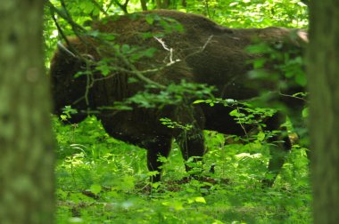 Bialowieza İlkel Ormanı 'ndaki ormanda Avrupalı bizonlar. Avrupa 'da bulunan en büyük memeli türü. Sürüler halinde yaşamayı düzenliyor. Nesli tükenmekte olan türler.