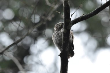 Avrupa 'nın en küçük baykuşu olan kuş cüce baykuş ormandaki bir dala tünemişti. Bu tür Biaowiea İlkel Ormanı 'nda ve yaşlı çam ağaçları olan diğer ormanlarda bulunur.