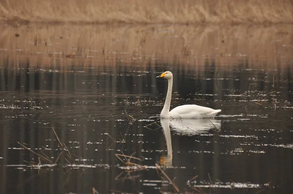 Whooper Cisne Nadando Río Narewka Parque Nacional Bialowieza Remolinos Del — Foto de Stock