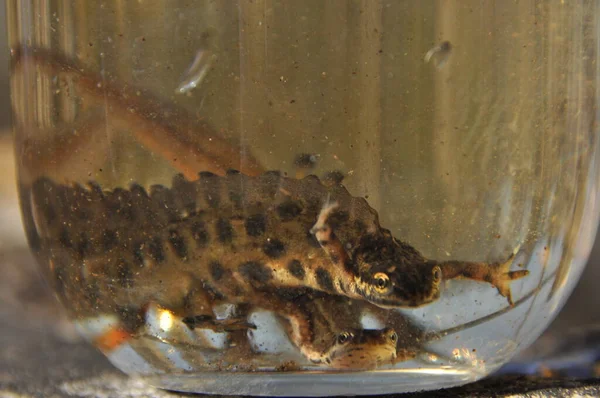 Newts Trapped Jar Observation Tailed Amphibians Swimming Fresh Water — ストック写真