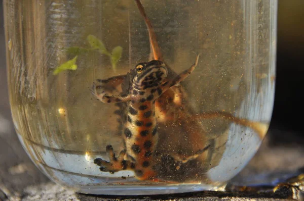 Newts Gevangen Een Pot Observatie Van Achtervolgde Amfibieën Zwemmen Zoet — Stockfoto