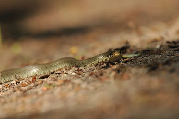 Serpent Herbe Serpent Non Toxique Qui Vit Europe Taches Jaunes — Photo