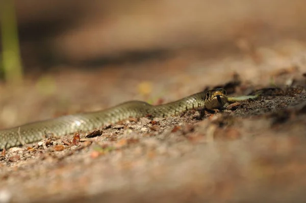 Травяная Змея Неядовитая Змея Живущая Европе Желтые Пятна Затылке Отличительная — стоковое фото