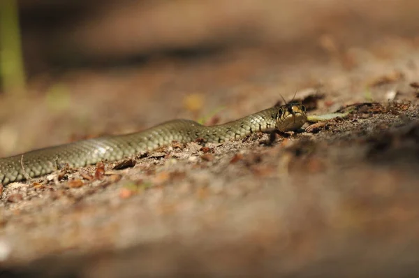 Grass Snake Non Poisonous Snake Lives Europe Yellow Spots Back — 图库照片