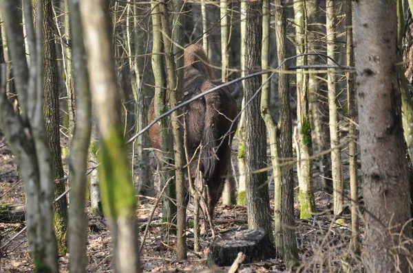 European Bison Forest Bialowieza Primeval Forest Largest Species Mammal Found — Stock Photo, Image