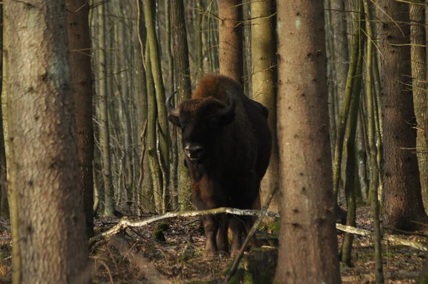 ビアロウィザ原生林の森の中でヨーロッパのバイソン ヨーロッパ最大の哺乳類種である 群れの中に住んでいるアナグマ 絶滅危惧種 — ストック写真