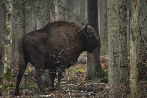 Ευρωπαίος Βίσωνας Στο Δάσος Bialowieza Primeval Forest Μεγαλύτερο Είδος Θηλαστικών — Φωτογραφία Αρχείου