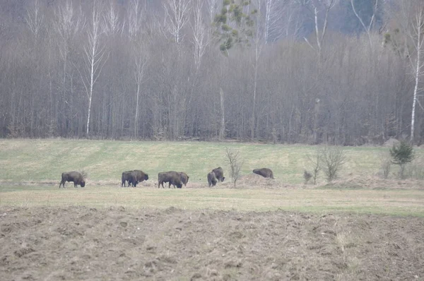 European Bison Forest Bialowieza Primeval Forest Largest Species Mammal Found — Stock Photo, Image