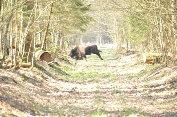 Bison Européen Dans Forêt Bialowieza Primeval Forest Grande Espèce Mammifère — Photo